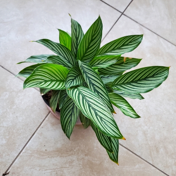 Other - Calathea Vitatta "white stripe" | 4" pot